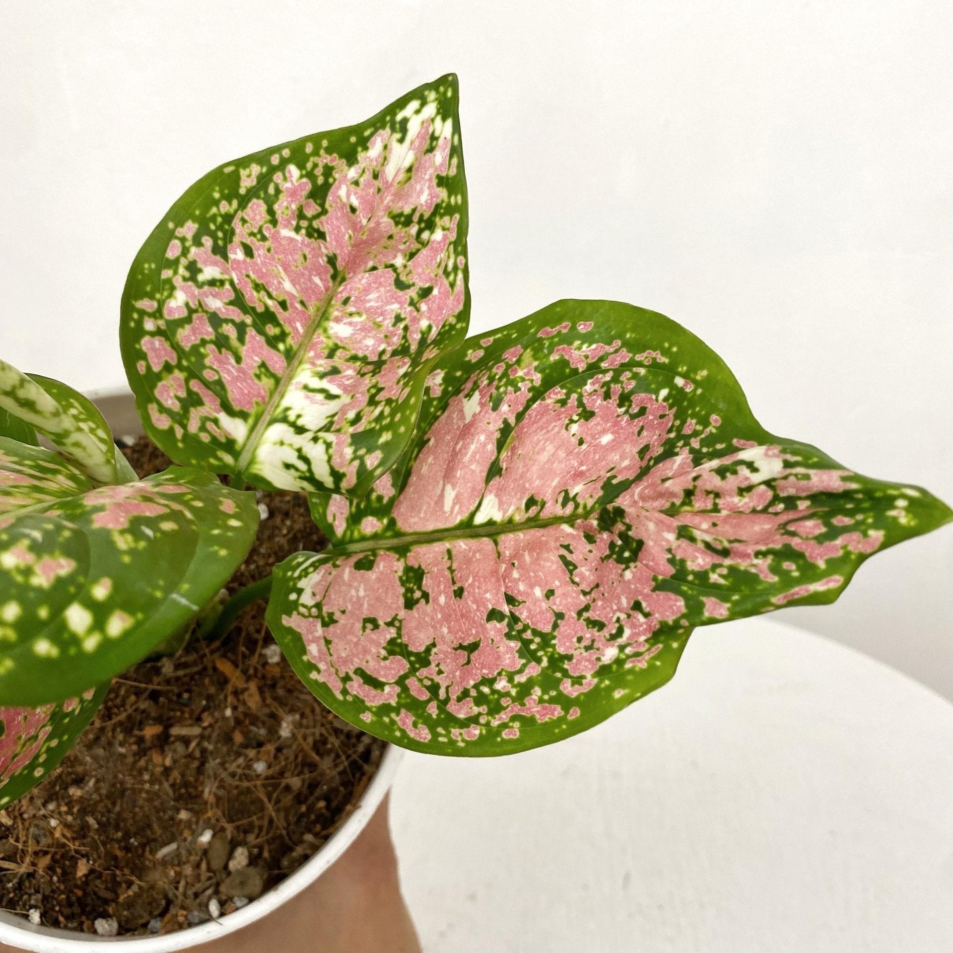 Aglaonema Tricolor