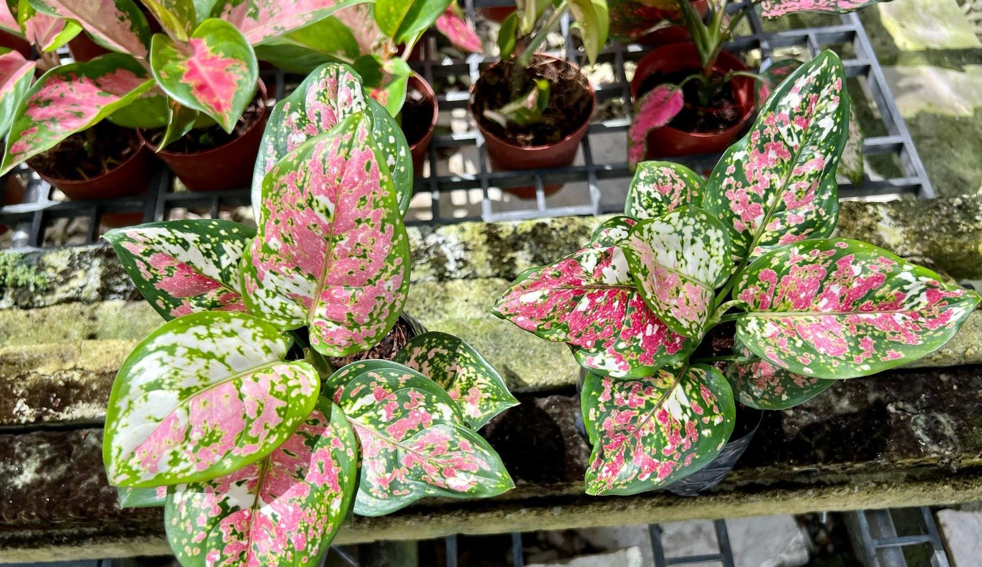 Aglaonema Tricolor