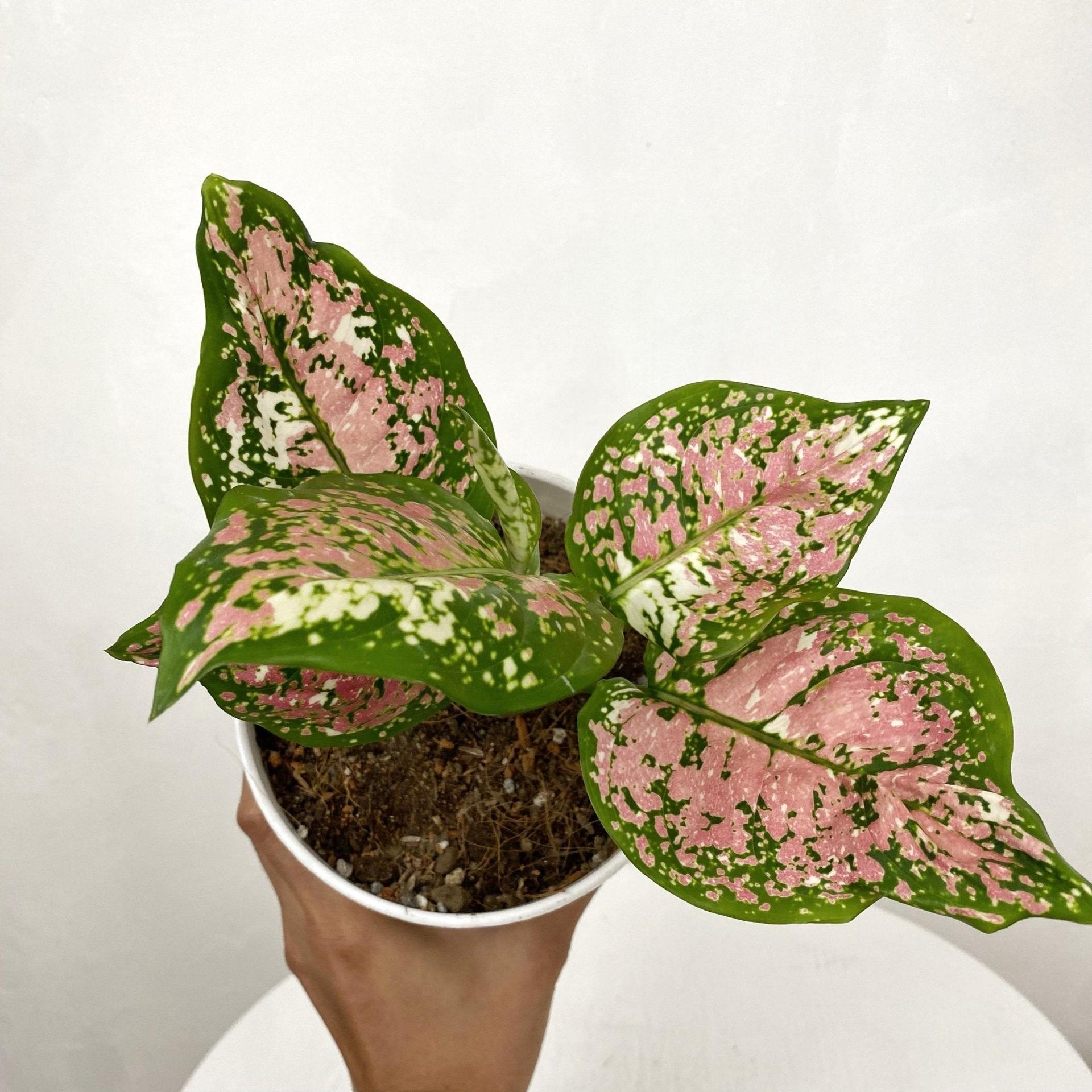 Aglaonema Tricolor