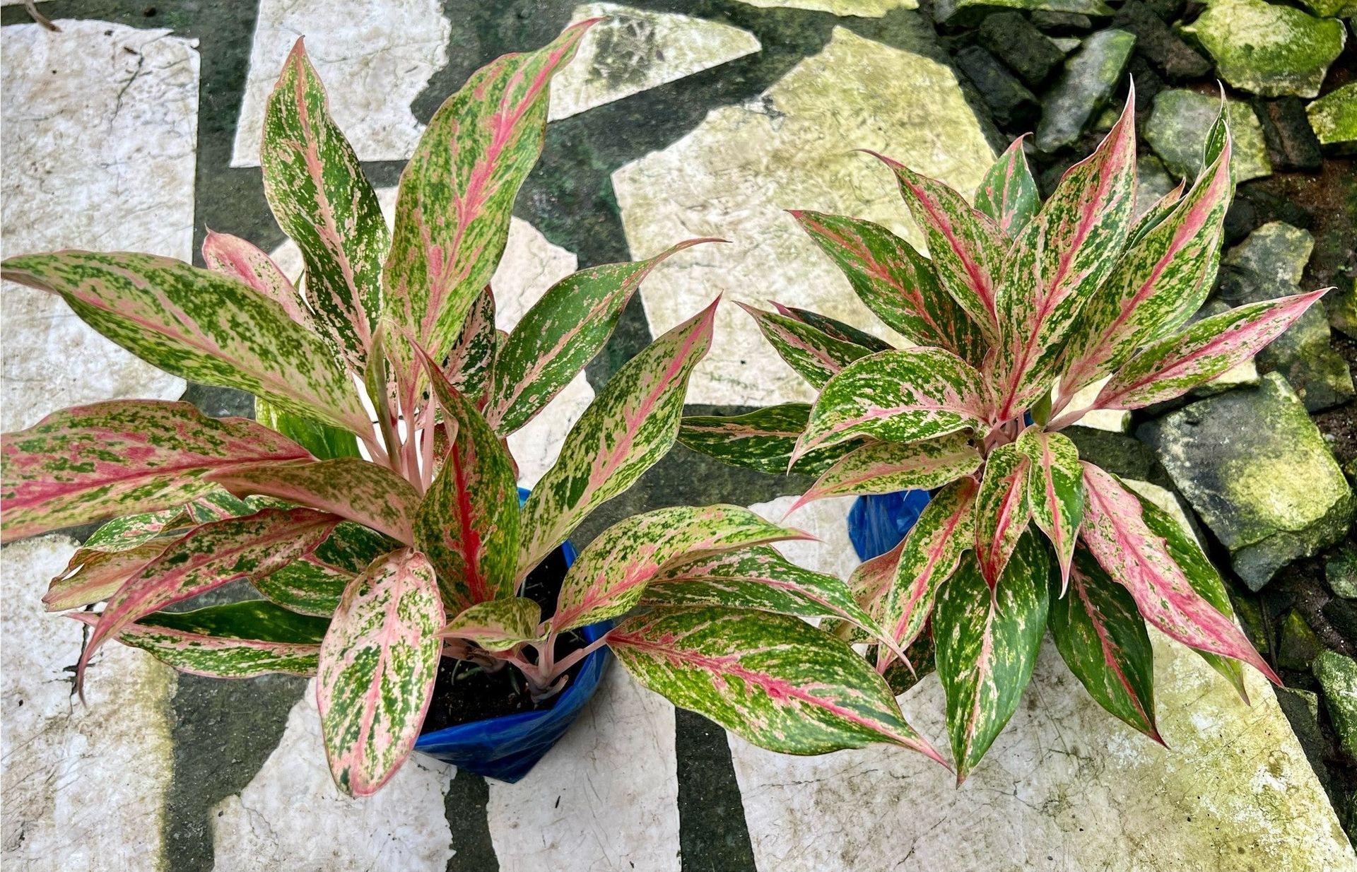 Aglaonema 'Tubtim Siam'