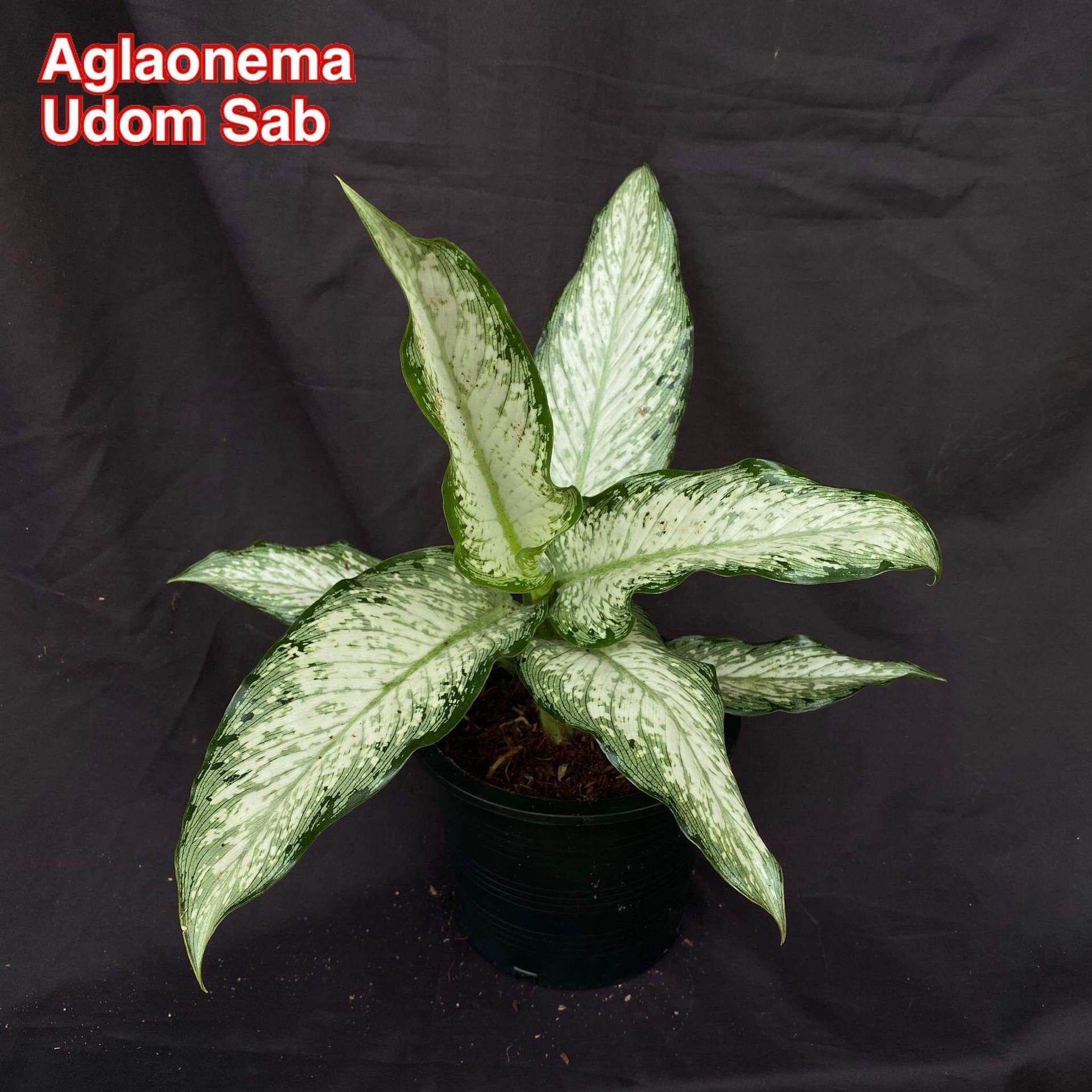 Aglaonema Udom Sab