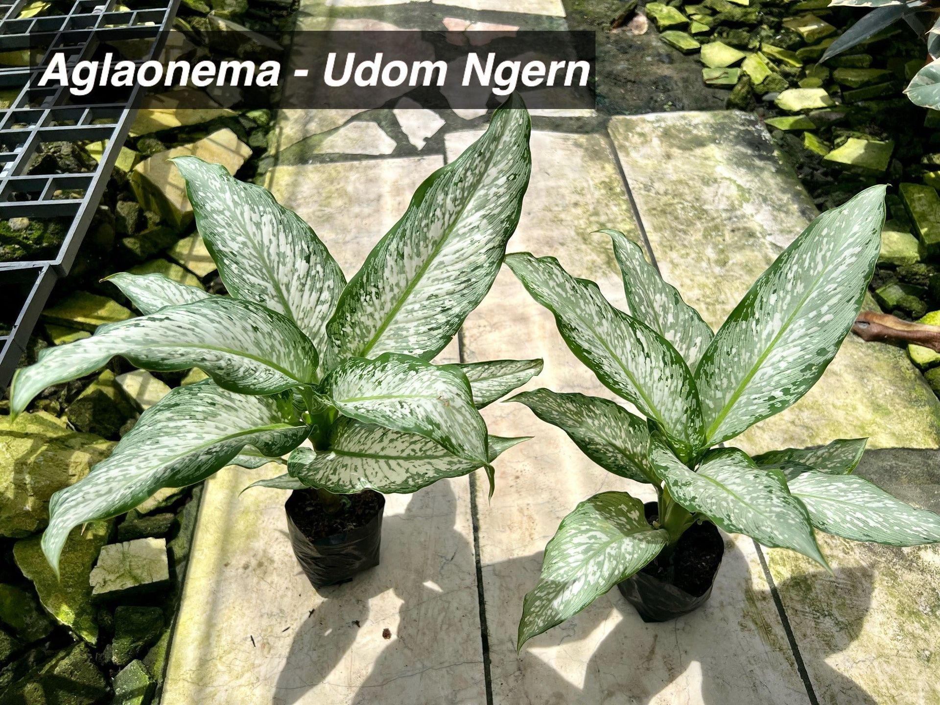 Aglaonema Udon Ngern