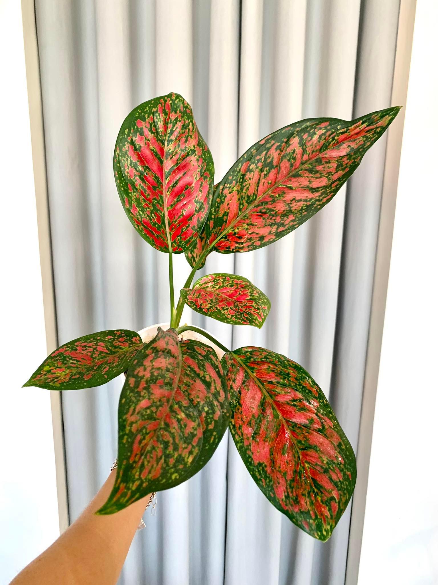Aglaonema Venus
