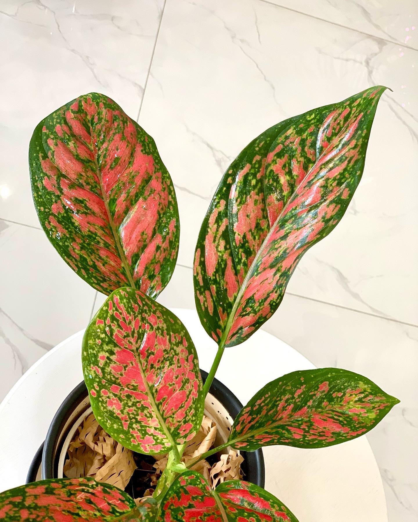 Aglaonema Venus