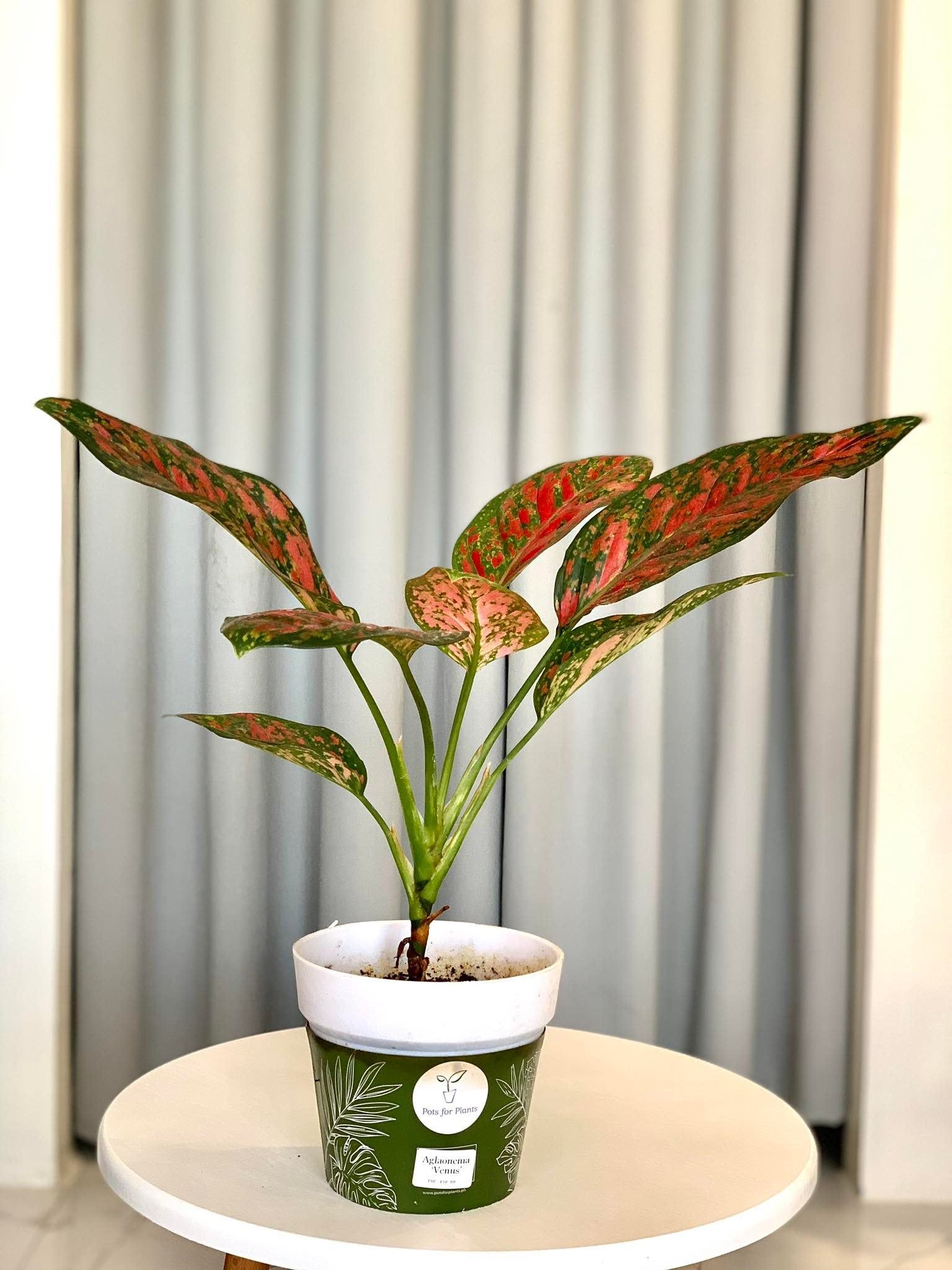 Aglaonema Venus
