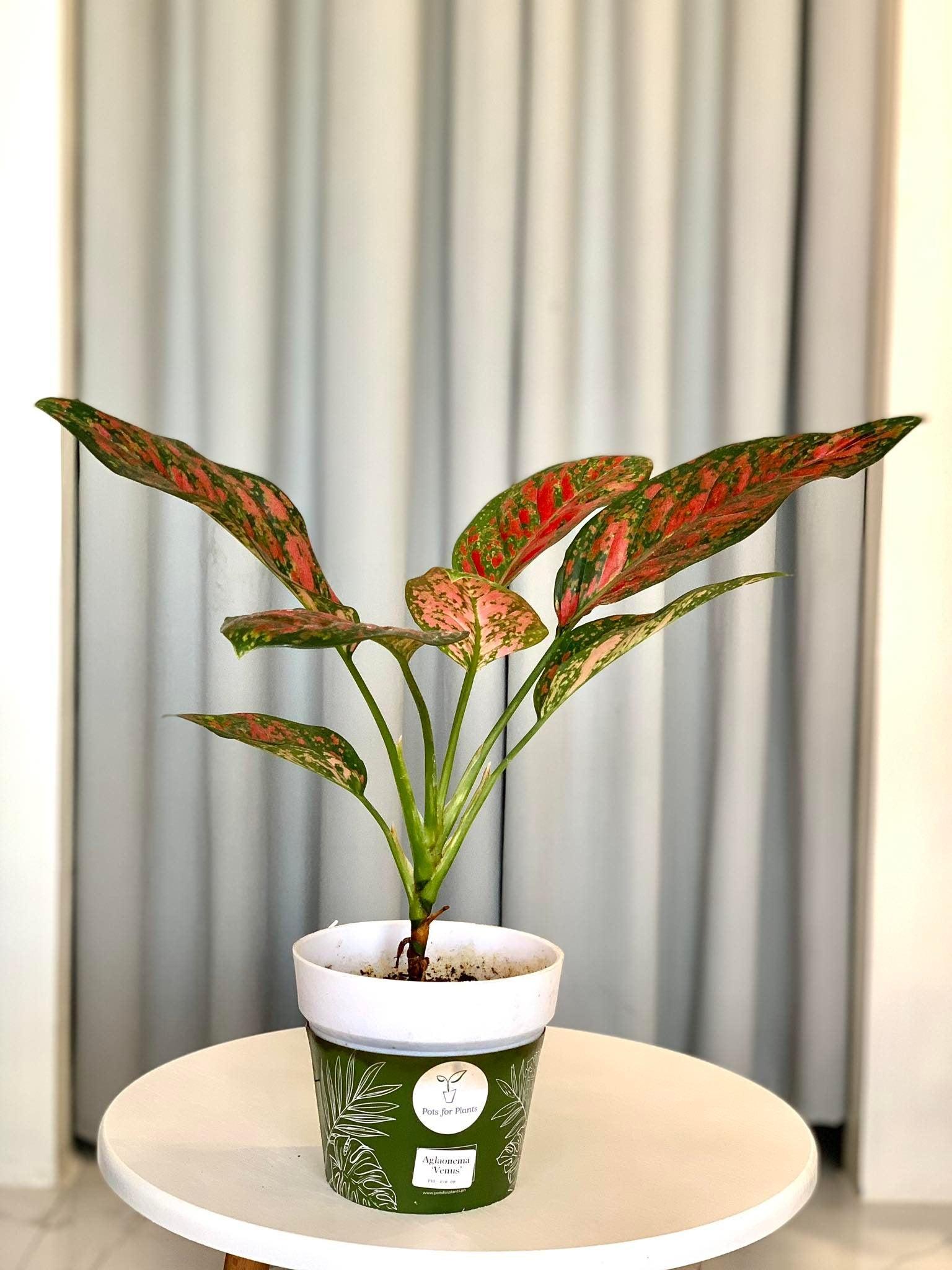 Aglaonema Venus