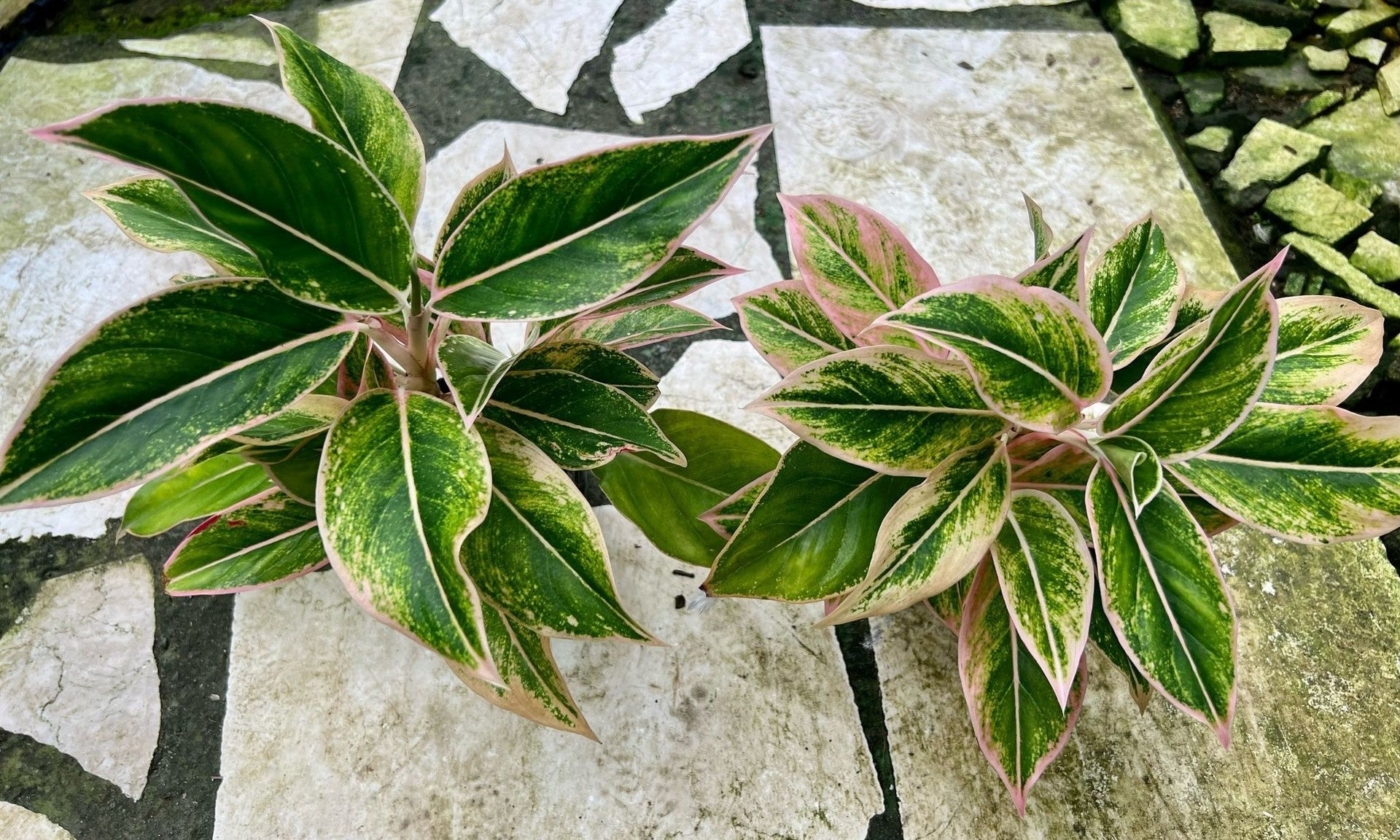 Aglaonema Wasana Paruay