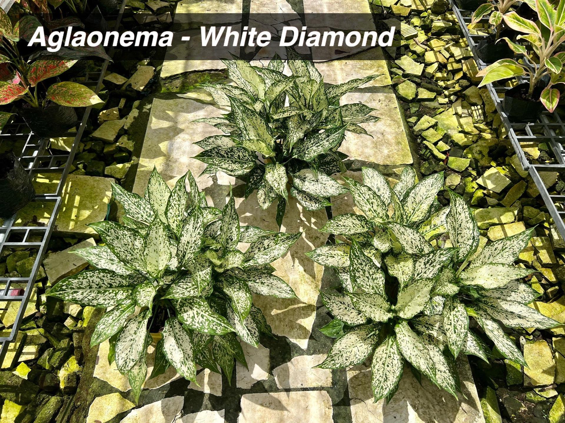 Aglaonema White Diamond