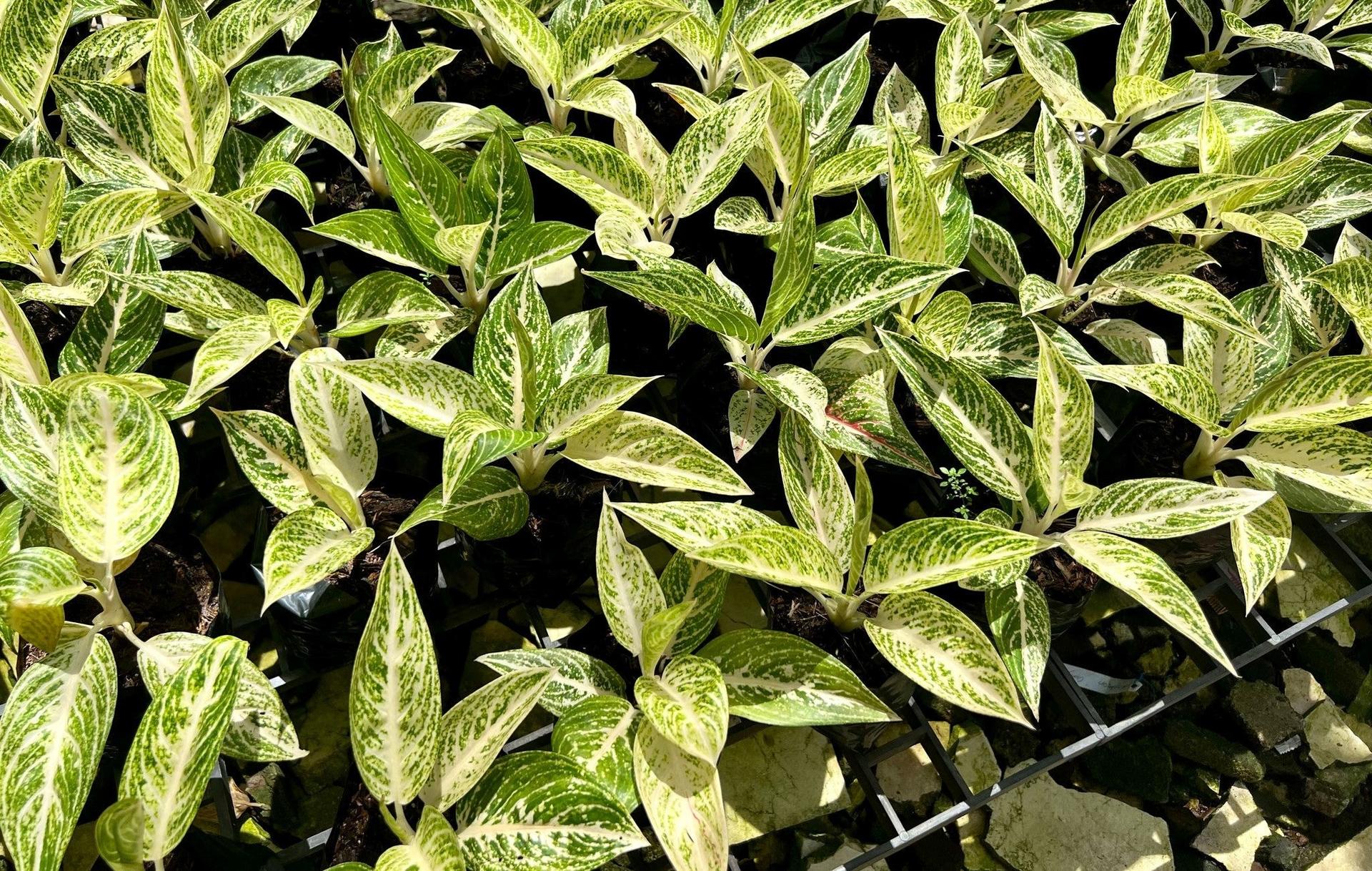 Aglaonema ‘White Legacy’