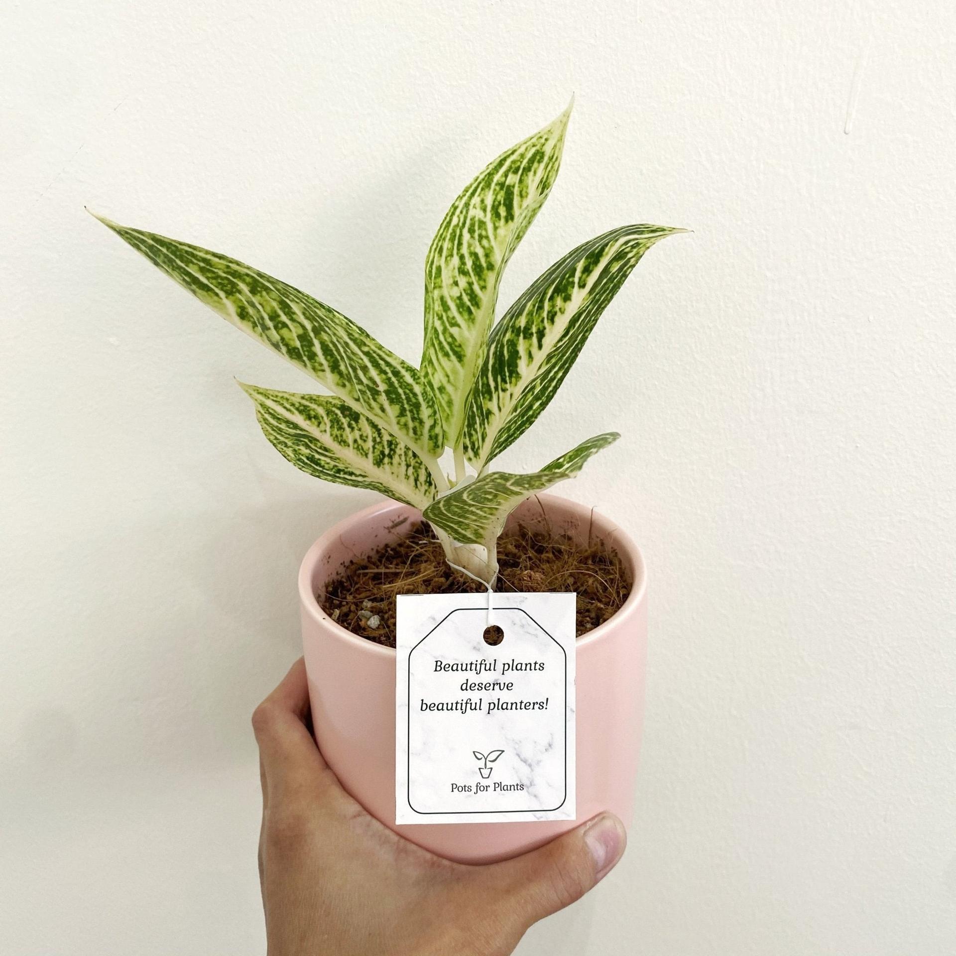 Aglaonema ‘White Legacy’