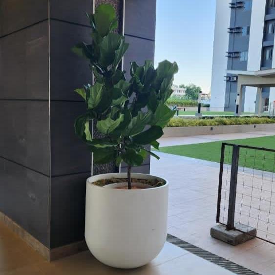 ALDO Fiberglass Planter