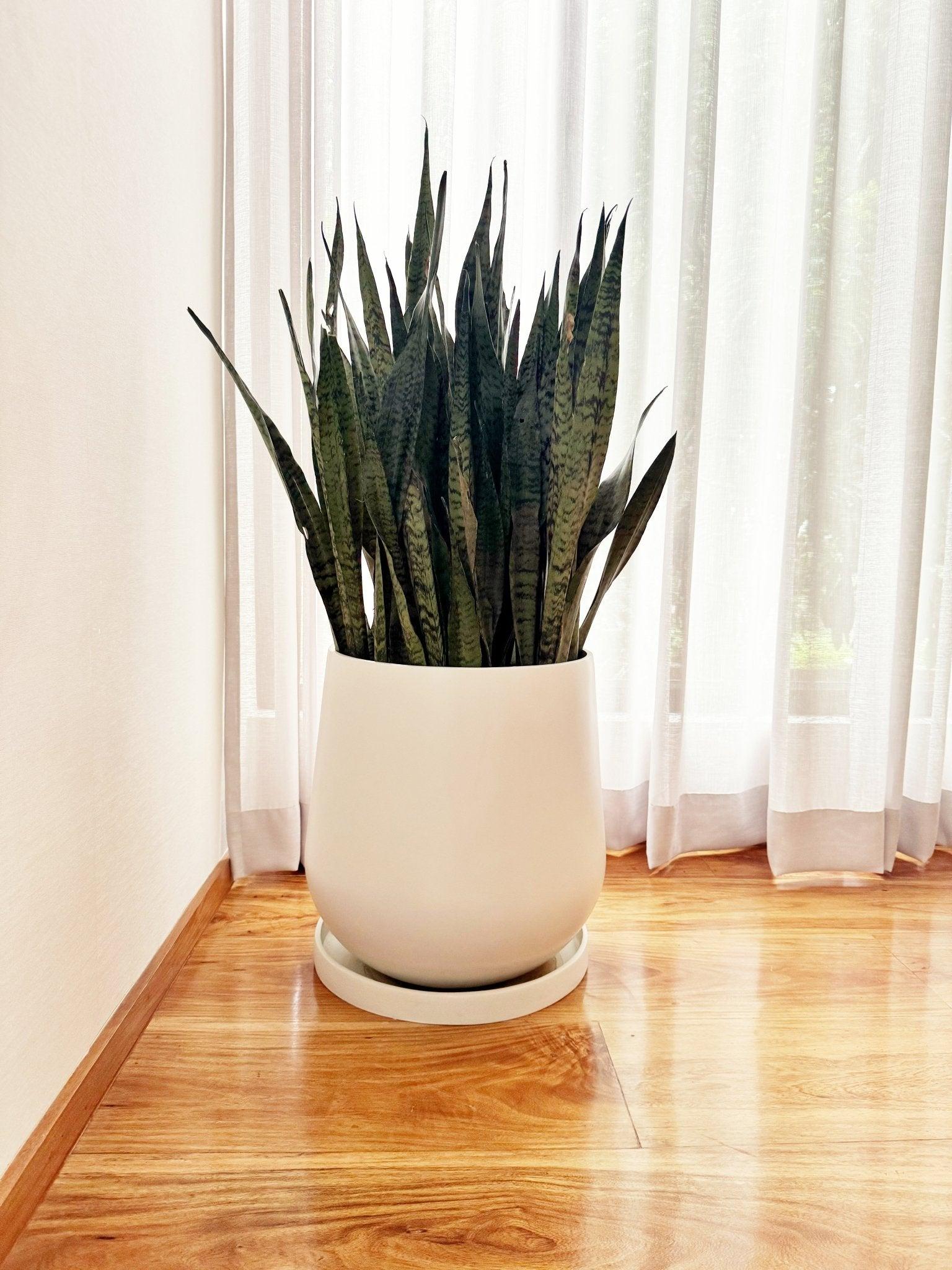 ALESSO Fiberglass Planter