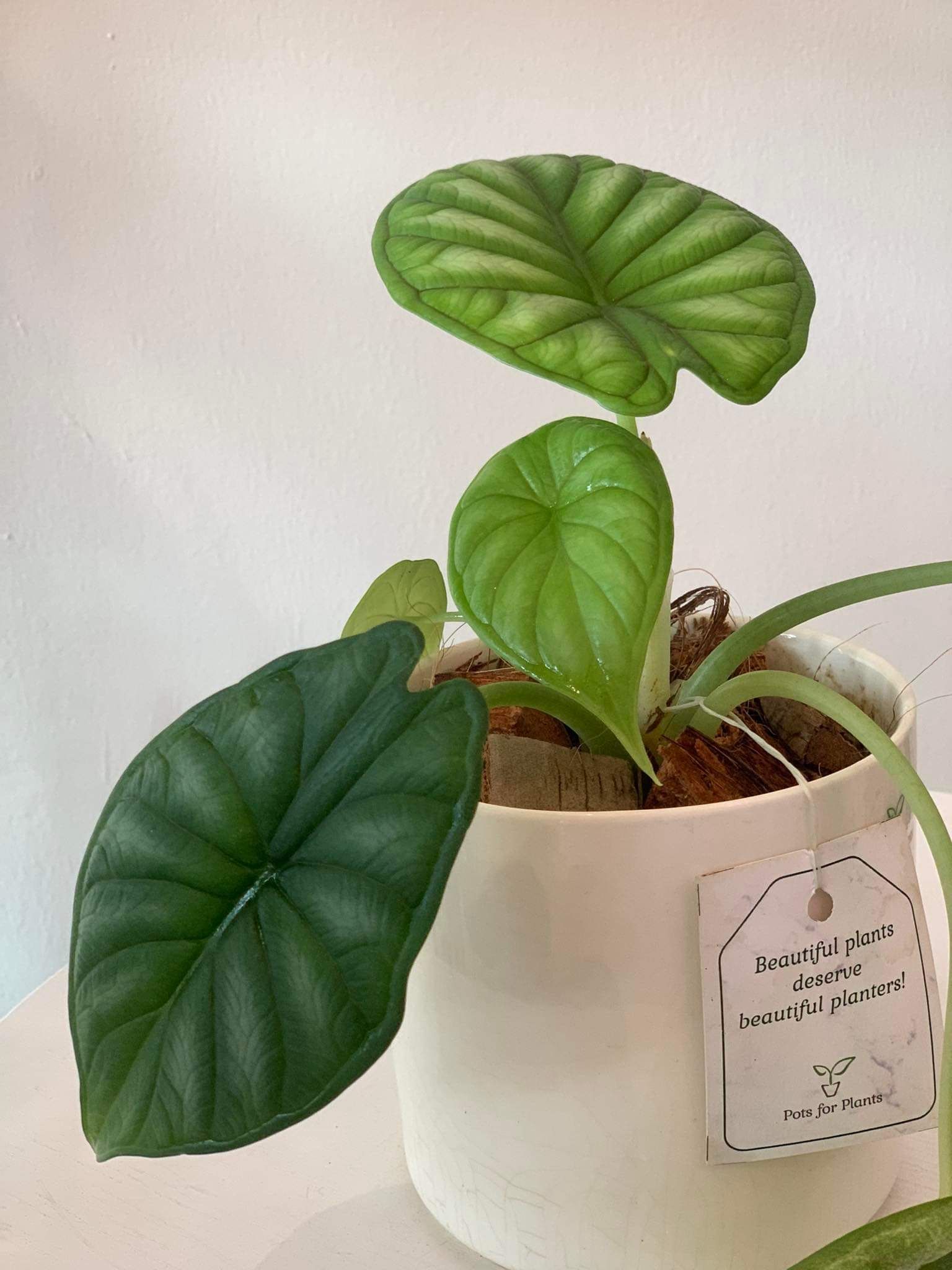 Alocasia Dragon Scale