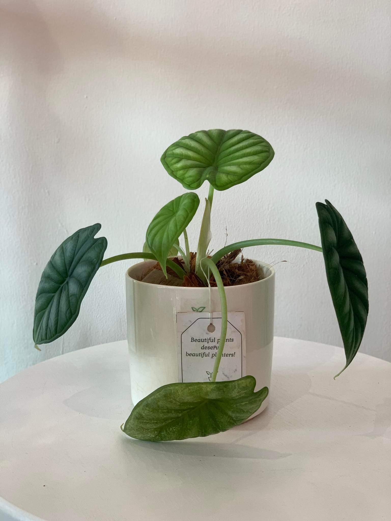 Alocasia Dragon Scale