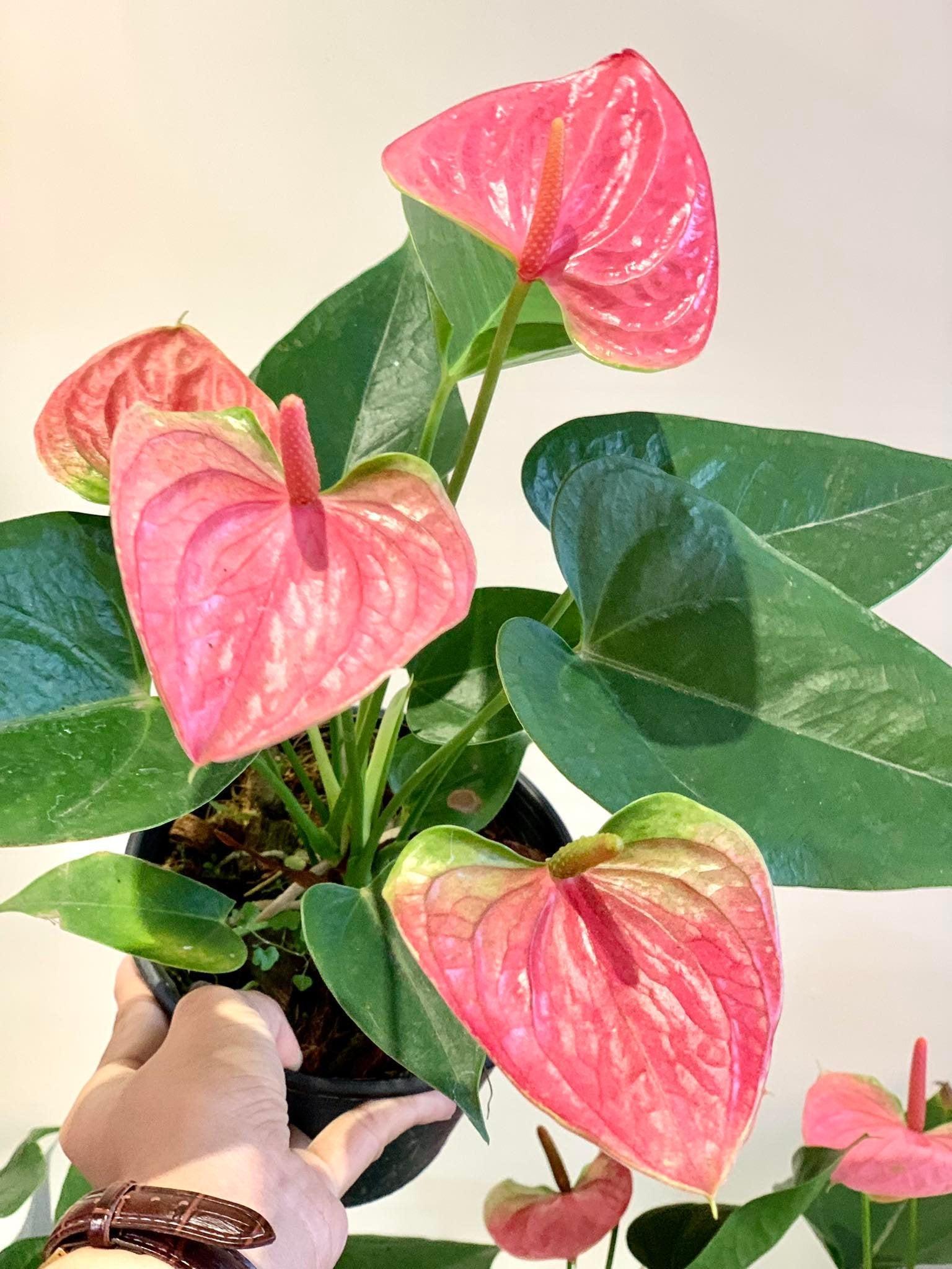 Anthurium adraeanum pink