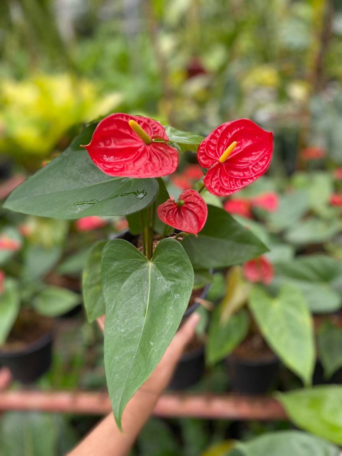 Anthurium andraeanum red