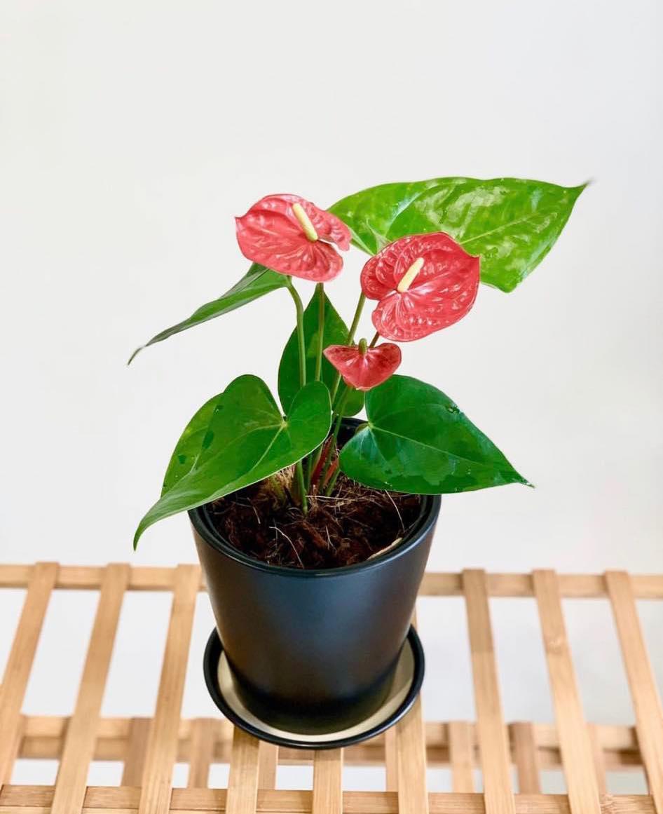 Anthurium andraeanum red