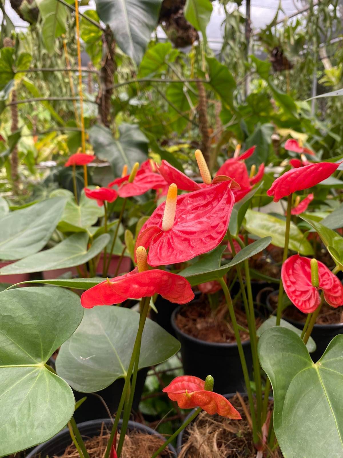 Anthurium andraeanum red