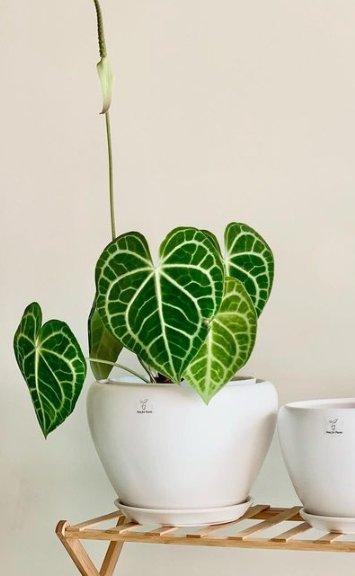 Anthurium Clarrinervium