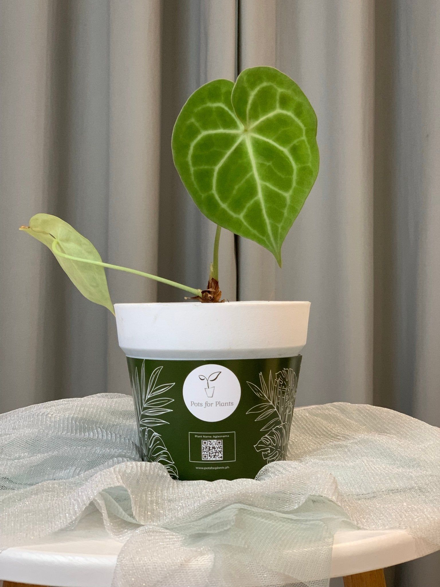 Anthurium Clarrinervium