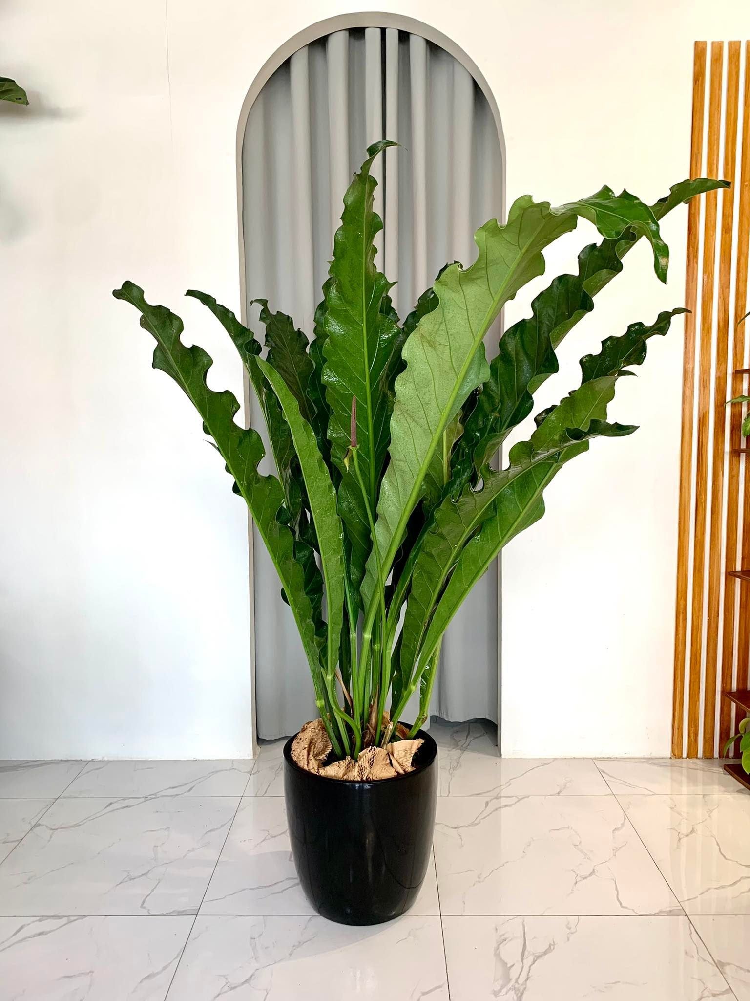 Anthurium Renaissance