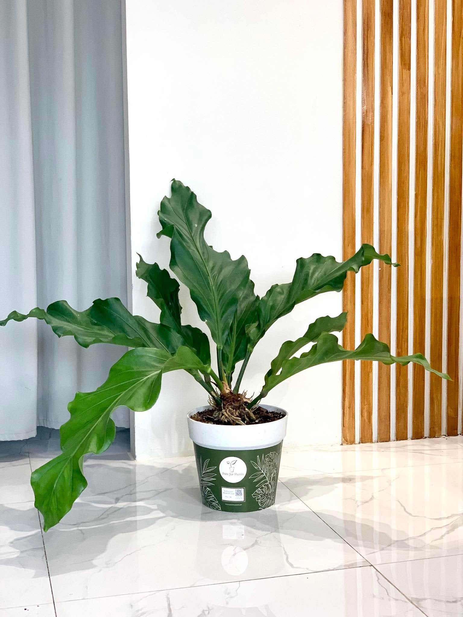 Anthurium Wave of Love