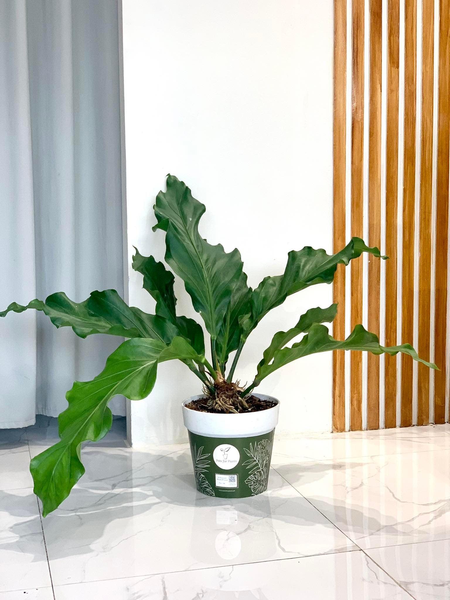 Anthurium Wave of Love