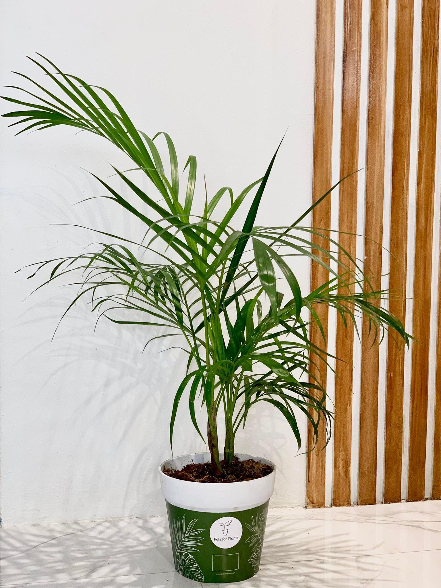 Areca Palm - Palmera - The Perfect Indoor and Outdoor Plant