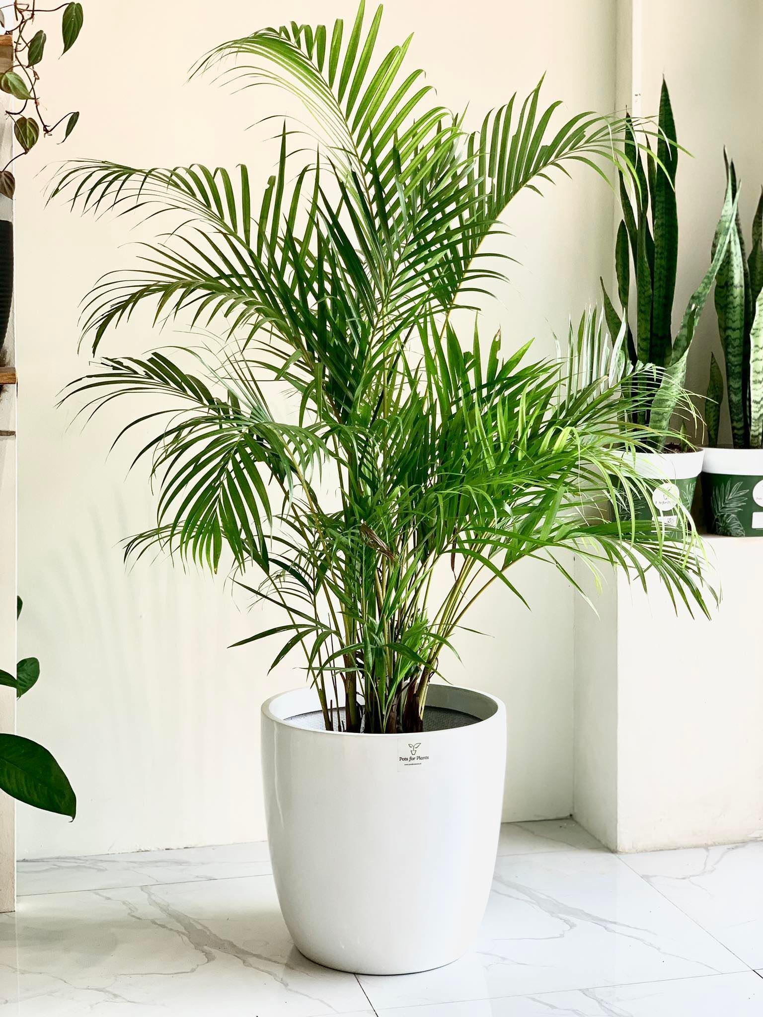 Areca Palm - Palmera - The Perfect Indoor and Outdoor Plant