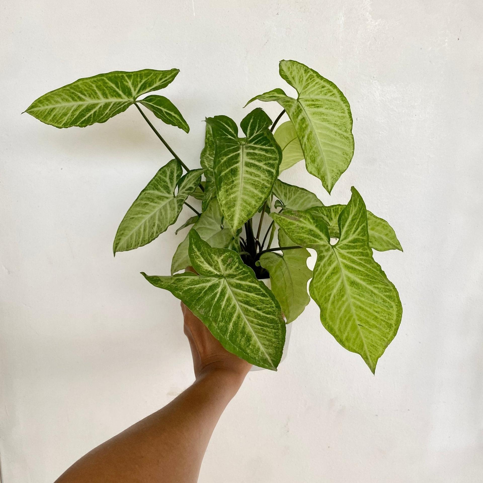 Arrowhead plant
