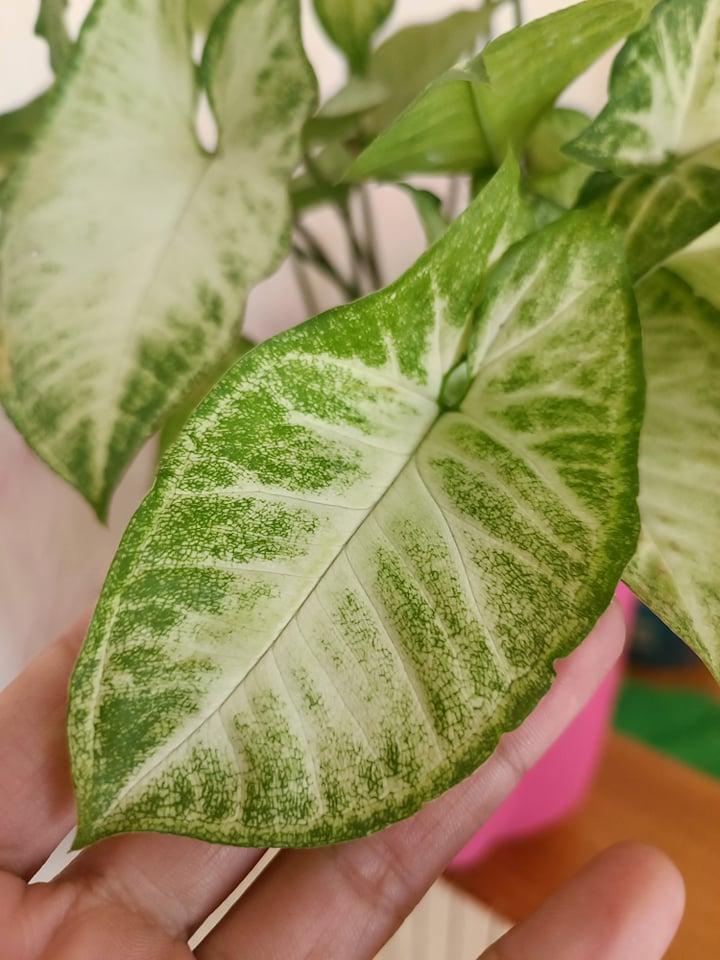Arrowhead plant
