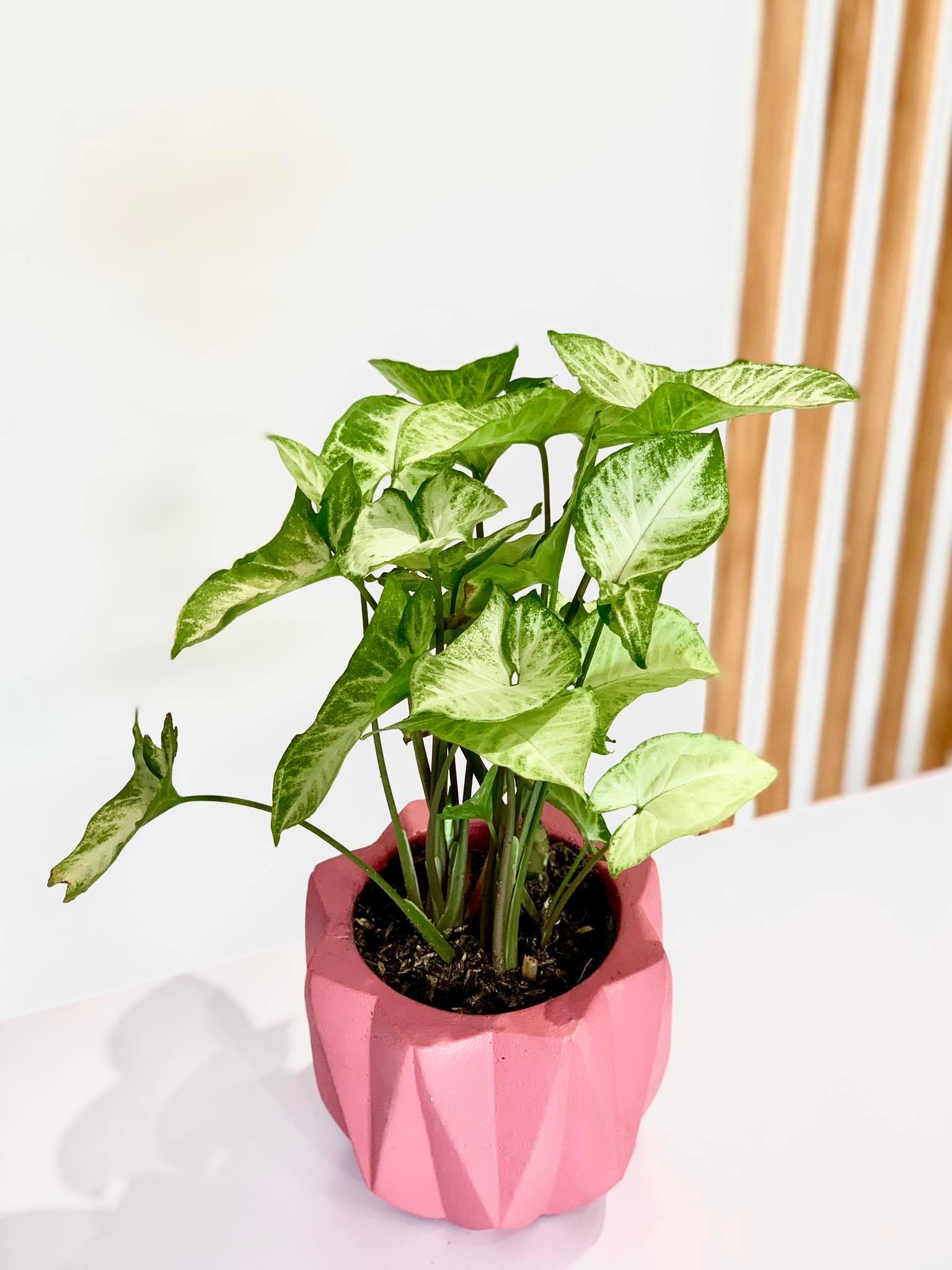 Arrowhead plant