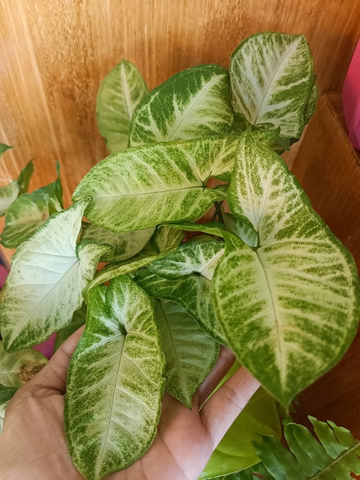 Arrowhead plant
