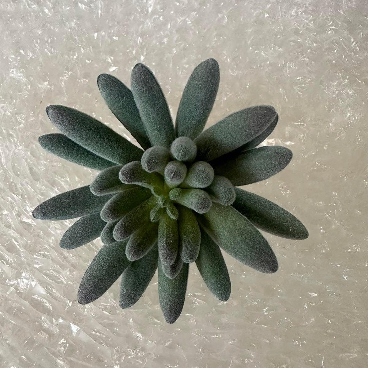 Artificial Succulents