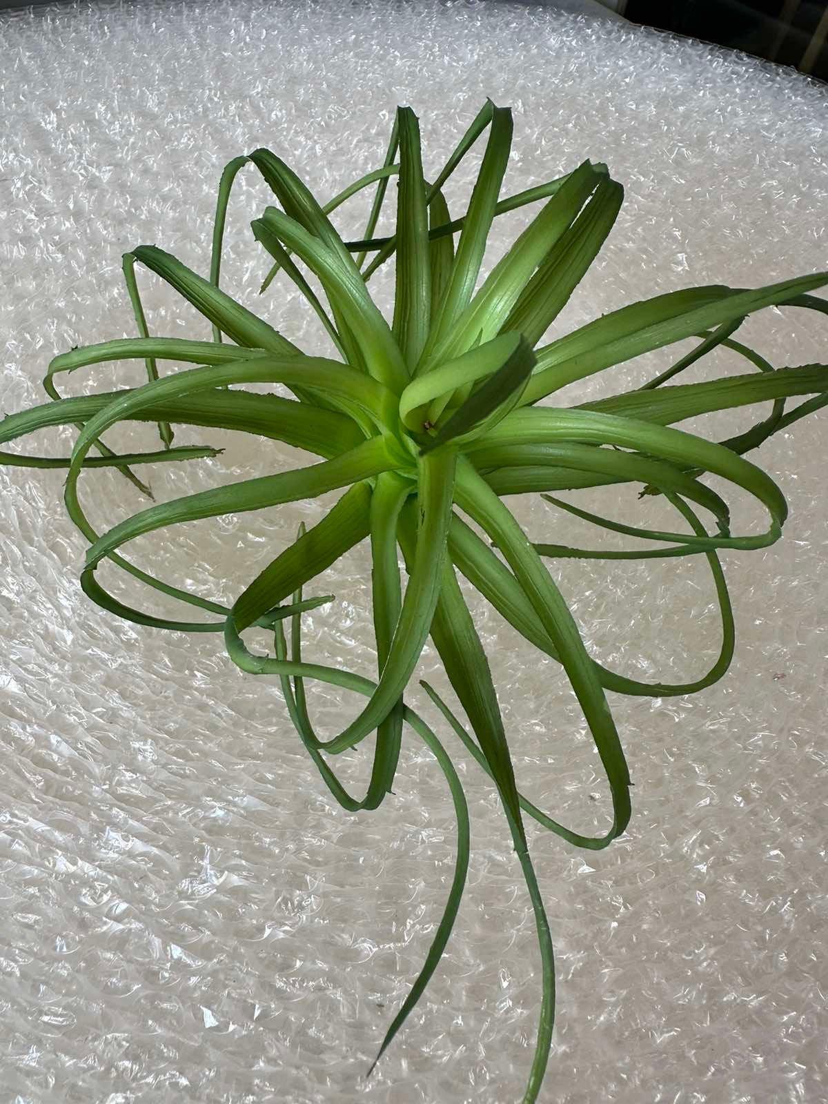 Artificial Succulents