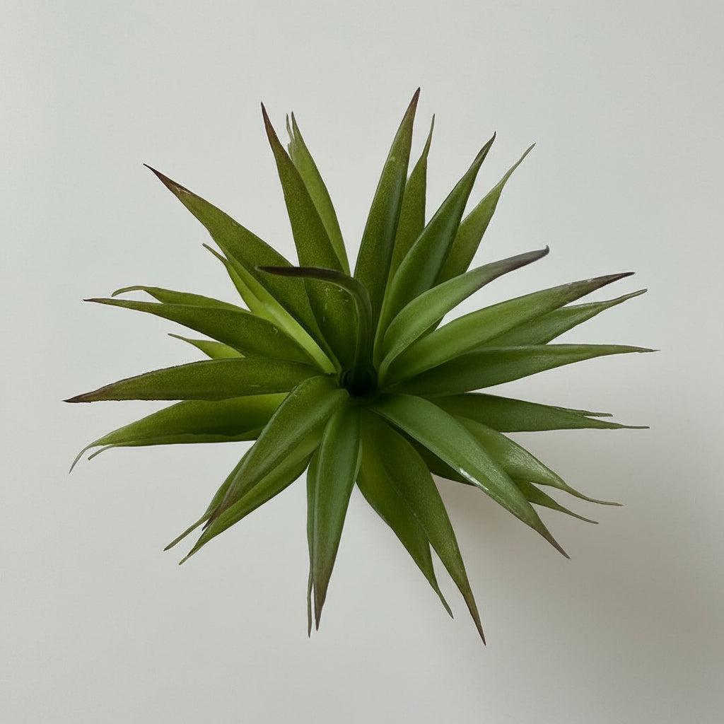 Artificial Succulents