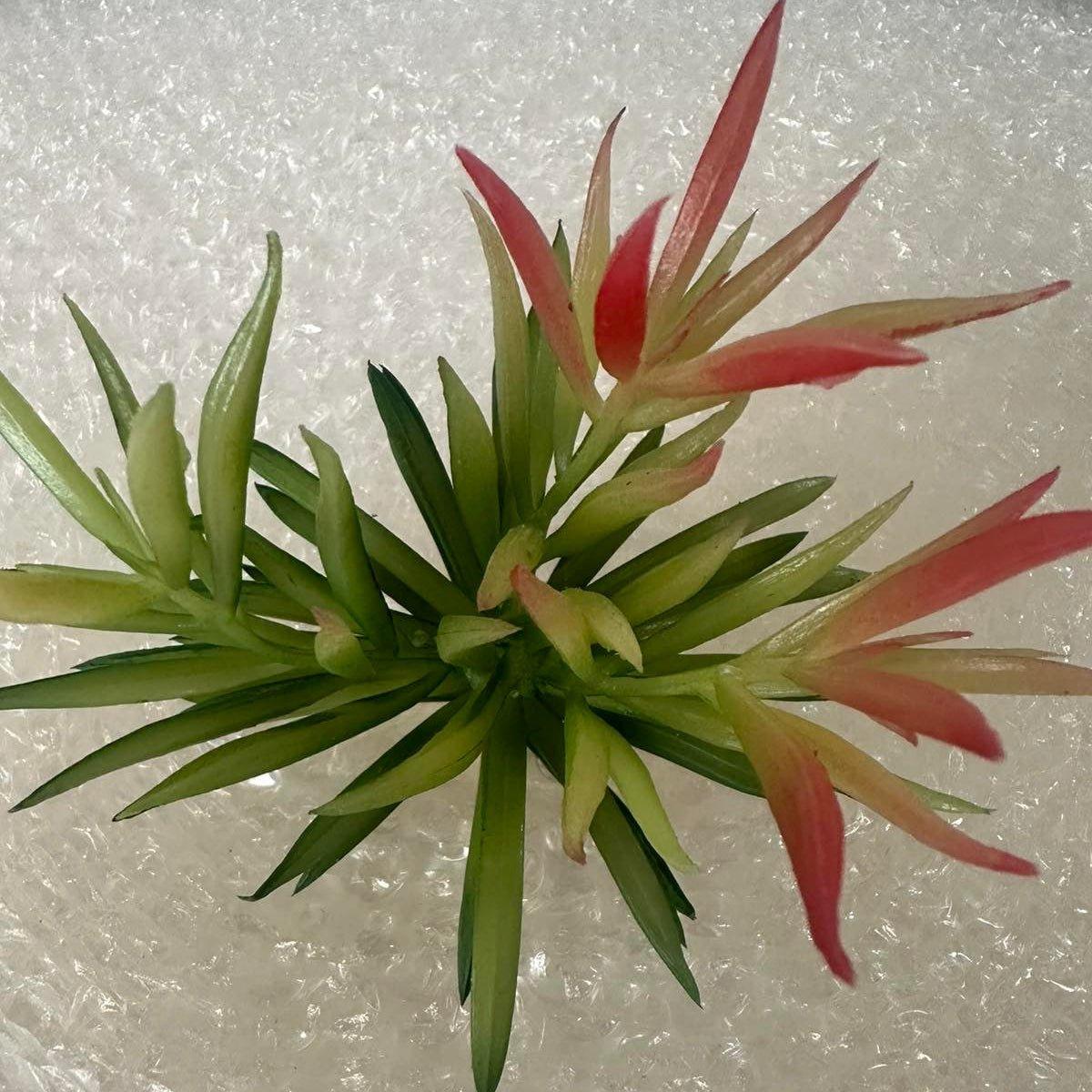 Artificial Succulents