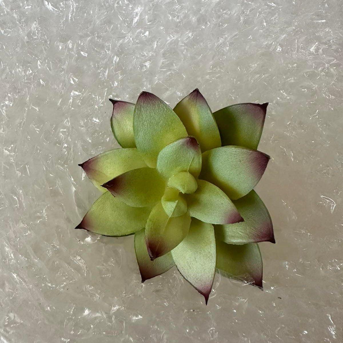 Artificial Succulents