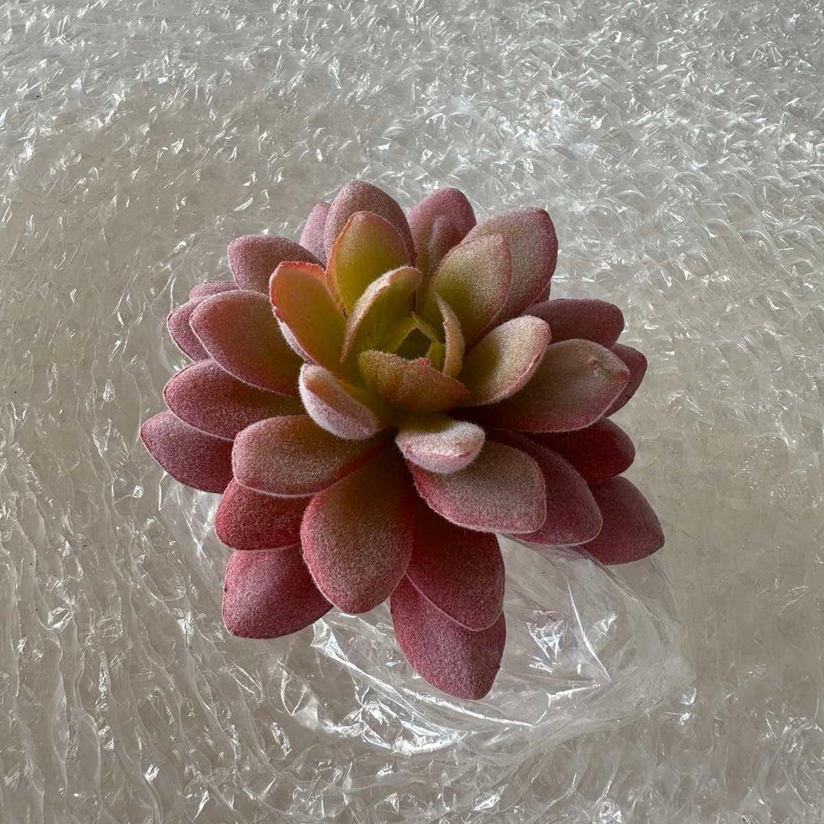 Artificial Succulents