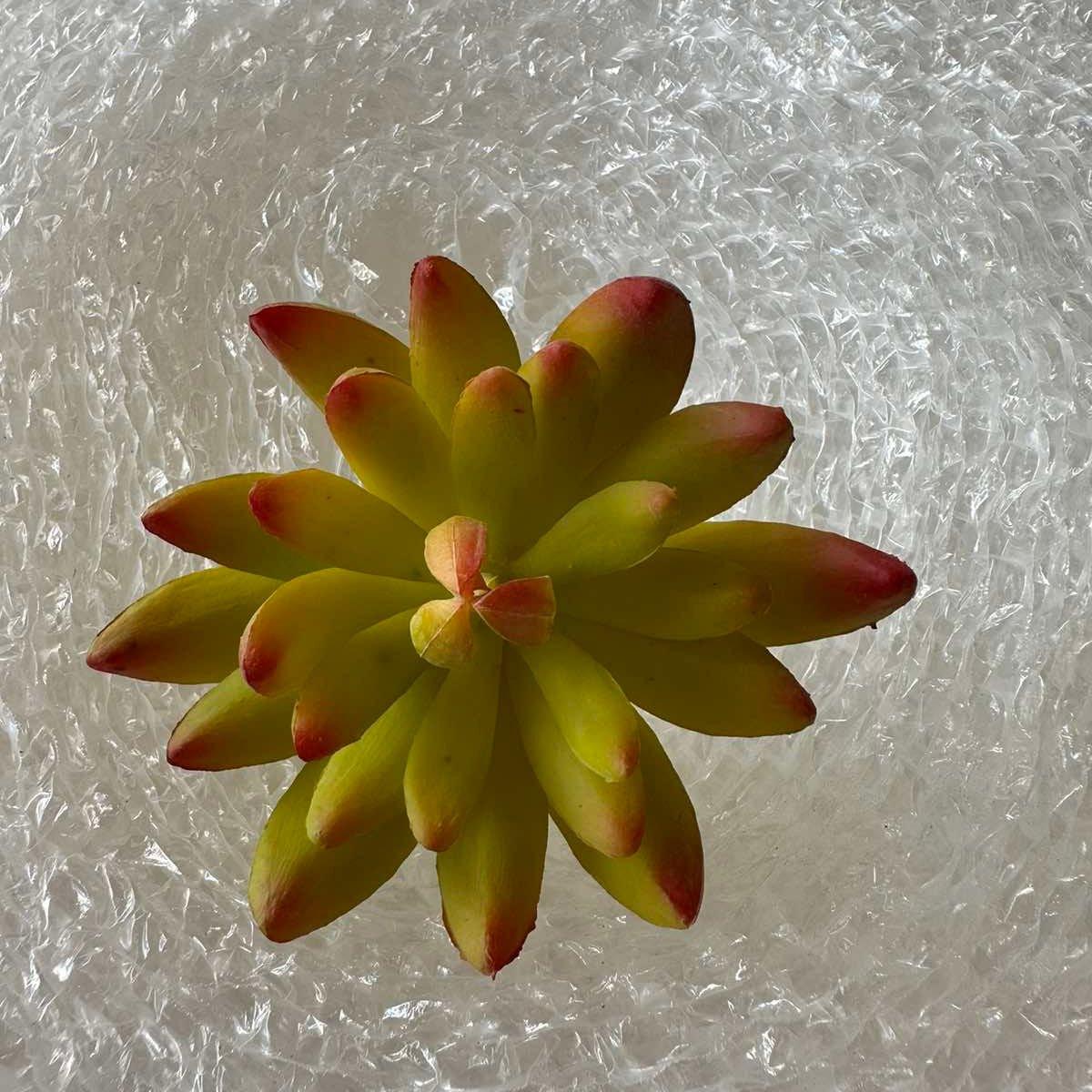 Artificial Succulents