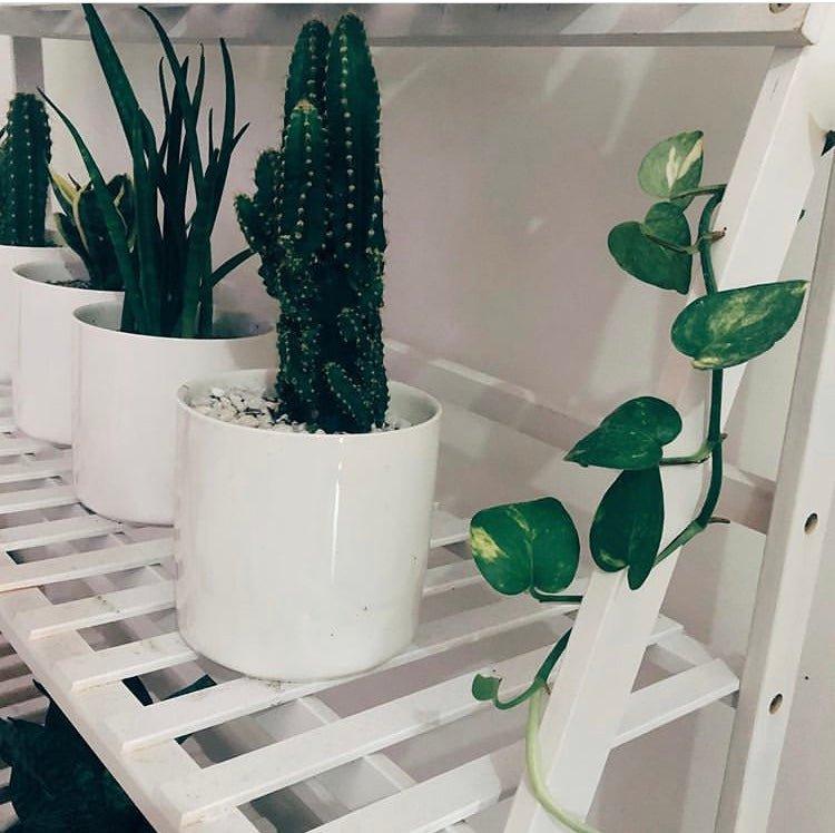 Bamboo Plant Rack