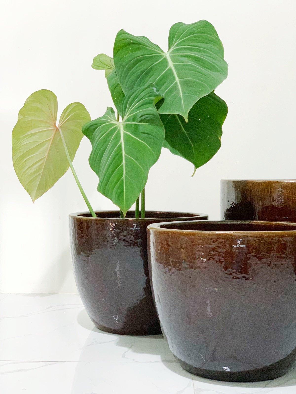 Brown Round Vietnam Glazed Earthenware Ceramic Pot