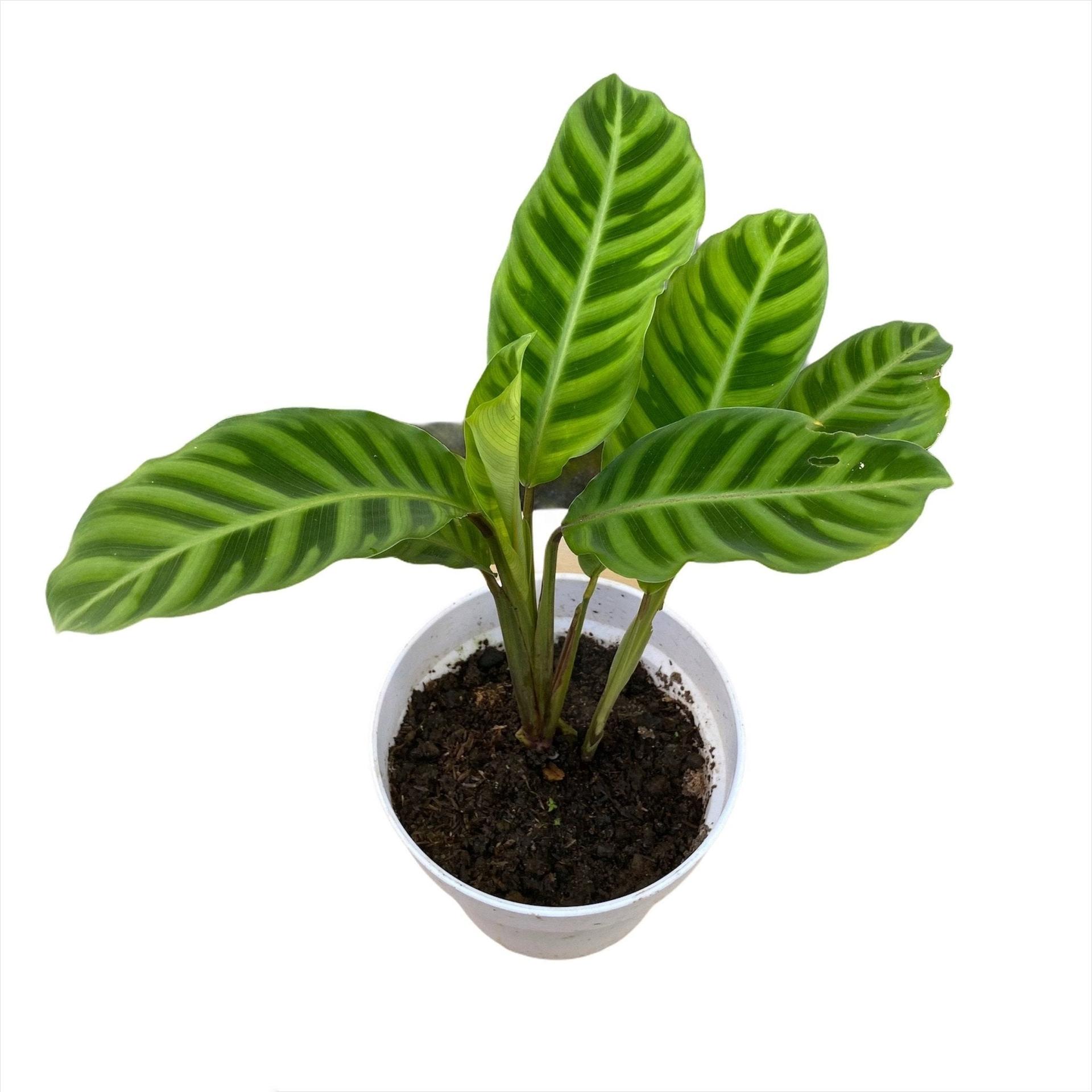 Calathea zebrina "Zebrina Plant" - Pots For Plants