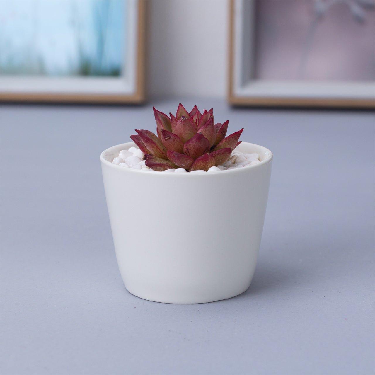Token Size Cone Shaped Porcelain Ceramic Desk Pot