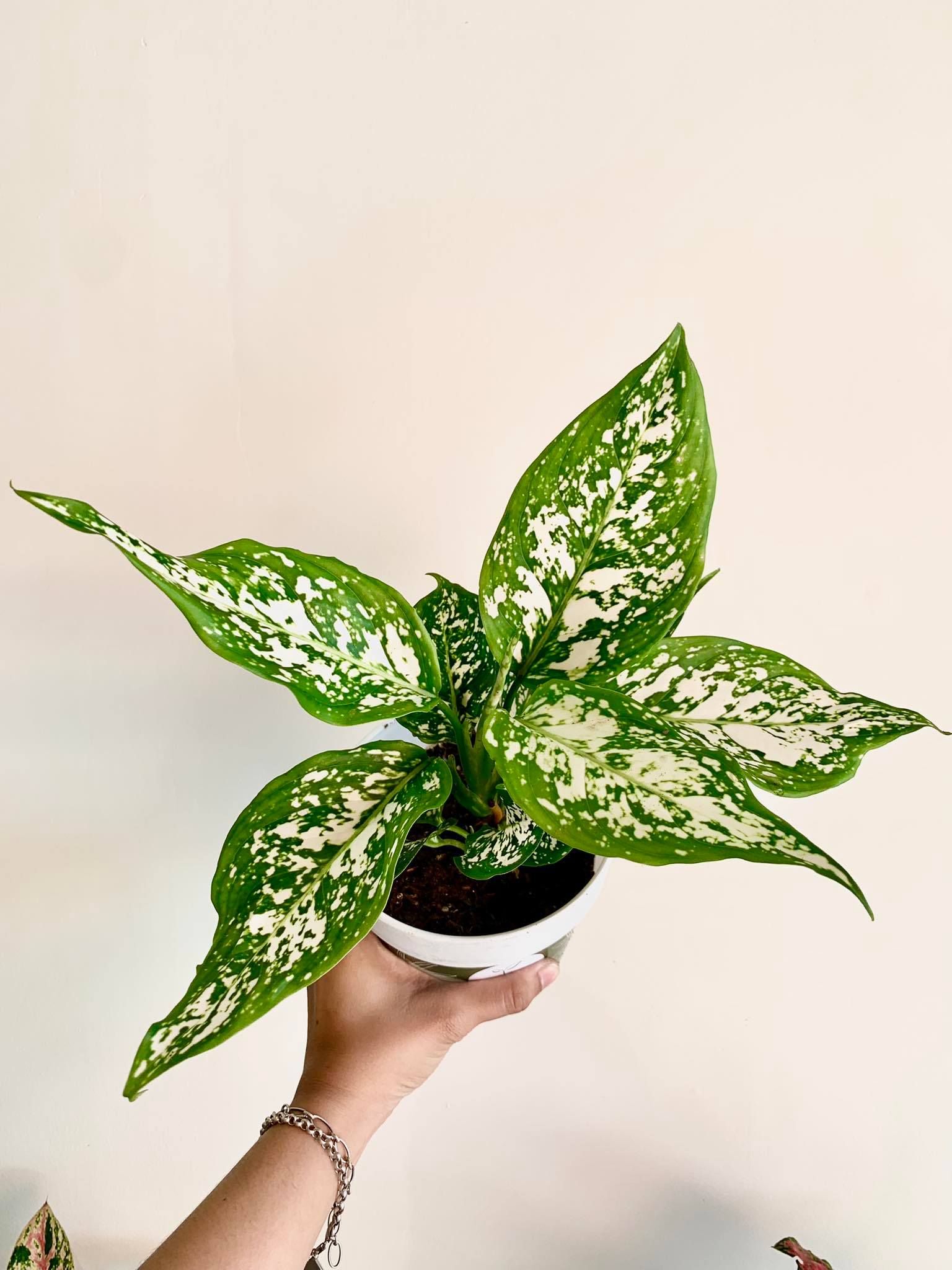Aglaonema Anyamanee White