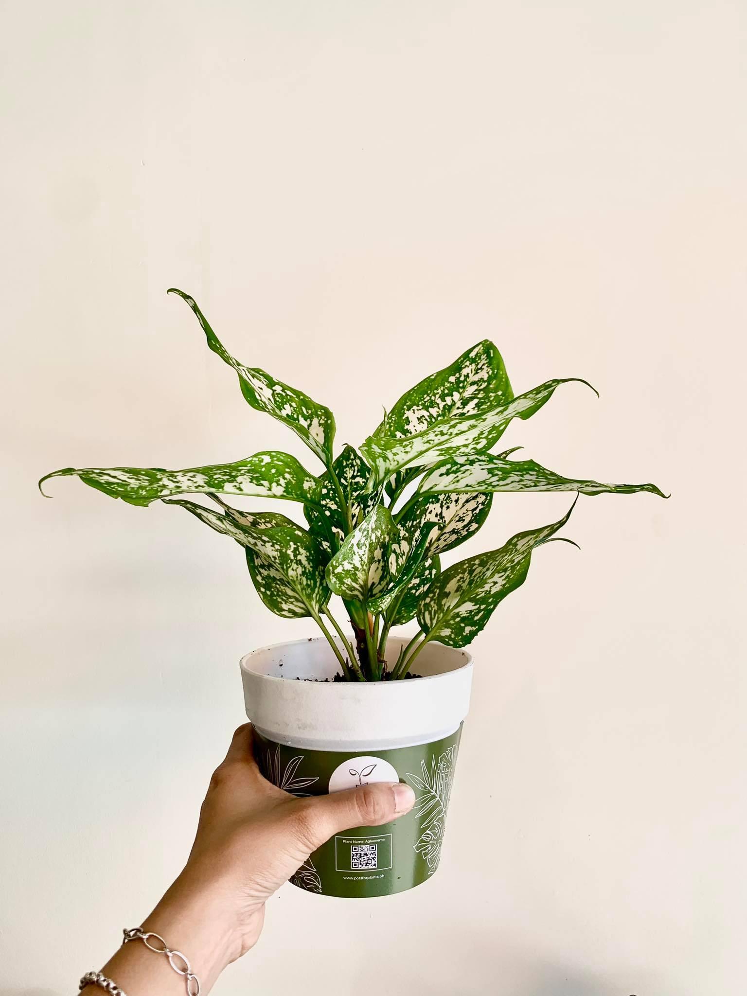 Aglaonema Anyamanee White