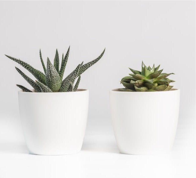 Cup Shaped Fiberglass Desk Pot