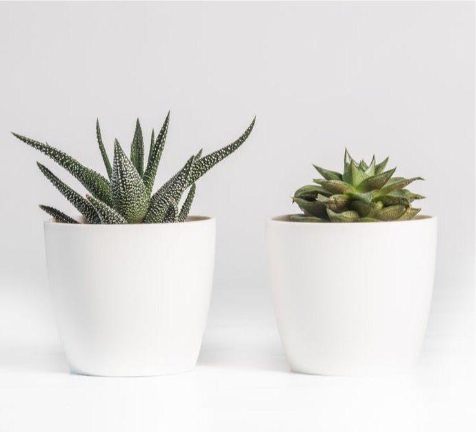 Cup Shaped Fiberglass Desk Pot