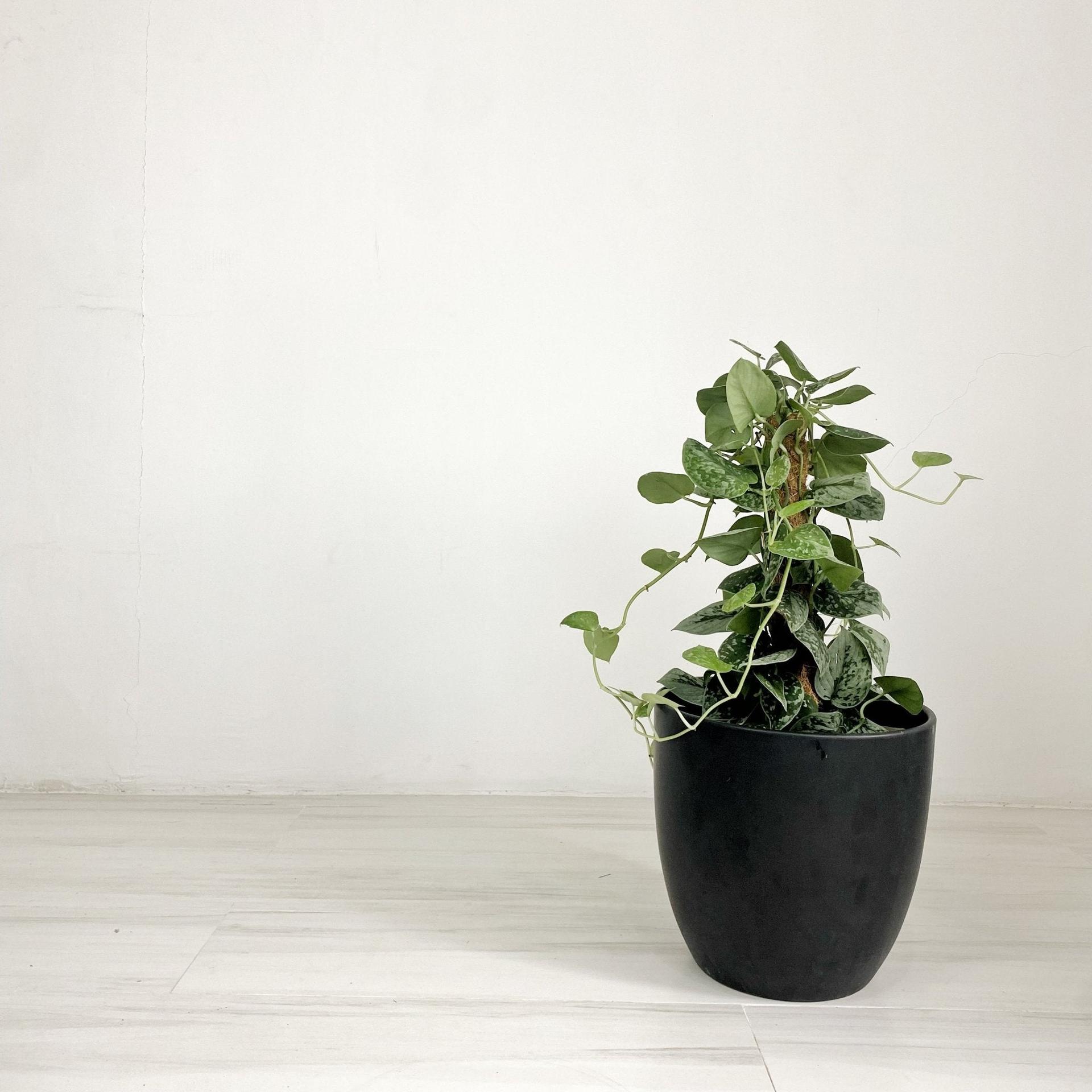 ES1259 Cup Shaped Glazed Clay Ceramic Floor Pot