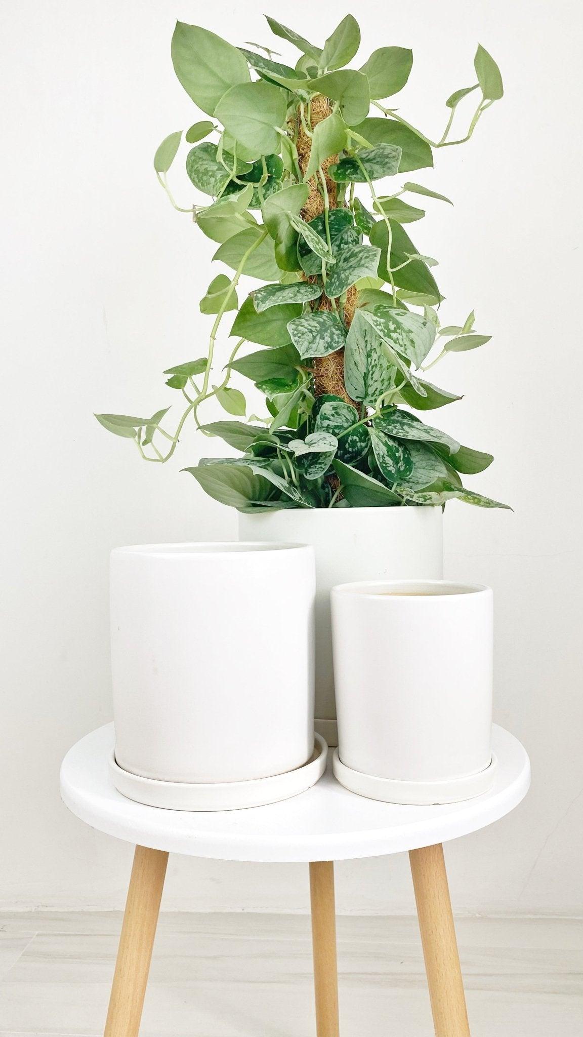 ES1257 Cylinder Glazed Clay Desk Ceramic Pot with Ceramic Saucer